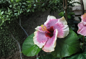Pastel Superstar Hibiscus Cuttings – Live Tropical Flowering Plant Stems for Propagation, Hibiscus rosa-sinensis