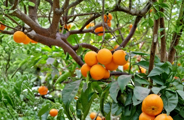 California Navel Orange Scion Cuttings 6-8 Inch Citrus Sinensis Grafting Wood for Fruit Tree Propagation