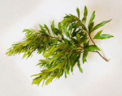 Bayberry Hardwood Cuttings Set of 6 | Unrooted Myrica cerifera Propagation Material