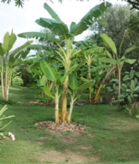 Double Mahoi Banana Tree Rooted Starter Plant, Musa Tropical Fruit, Compact Green Banana Plant for USDA Zones 9-11