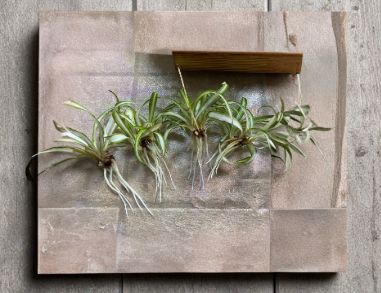 Rooted Spider Plant Babies - Chlorophytum Comosum Indoor Houseplants, Green & Variegated, Easy Care, 4 Plants