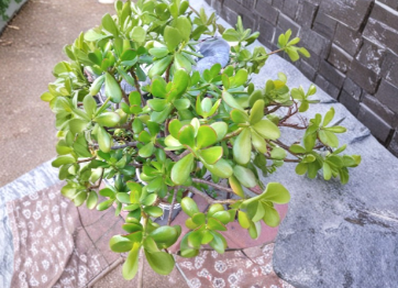 Unrooted Jade Plant Cuttings Lot of 15 | Crassula ovata Succulent Propagation | Indoor & Container Growing