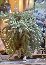 Unrooted Burro’s Tail Succulent Cutting | Sedum morganianum Trailing Houseplant | Green Foliage, Hanging Basket