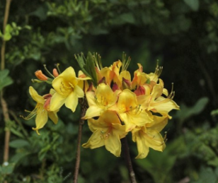 Canary Isles Aromi Azalea Starter Plant Deciduous Rhododendron Hybrid Small Flowering Shrub for Garden Beds