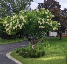 Elderberry Cuttings Unrooted Propagation Stems - Sambucus Fruit Shrub for Garden Planting