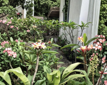 Plumeria Cuttings 8-12 Inches Mixed Colors Unrooted Frangipani Propagation Tropical Flowering Plant