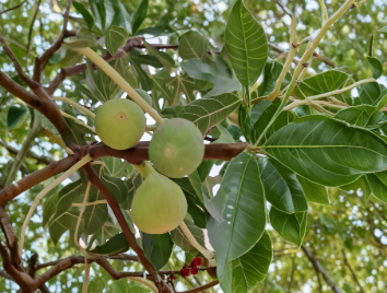 Lattarula Fig Cuttings Ficus carica White Italian Honey Fig Propagation Stems for Backyard Orchard
