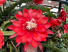 Red Epiphyllum Orchid Cactus Cutting 5-9 Inch Live Plant, Tropical Cactus Stem for Propagation, Indoor & Container Growing