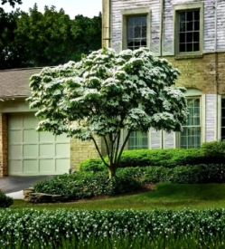 White Kousa Dogwood Tree Cuttings 10 Pack, Cornus kousa Unrooted Ornamental Flowering Propagation Material