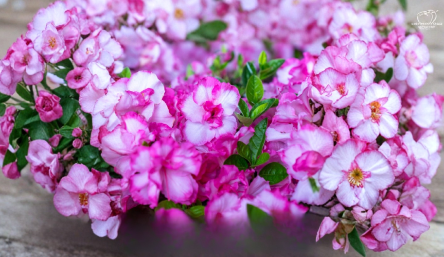 Encore Autumn Kiss Azalea Starter Plant - Deciduous Rhododendron Shrub, Pink Blooms, Compact Growth, Garden Border, Acidic Soil