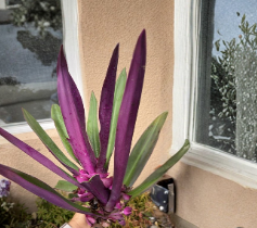 Tradescantia spathacea Cutting | Multicolor Dwarf Oyster Plant | Moses in the Cradle | Ornamental Foliage Plant