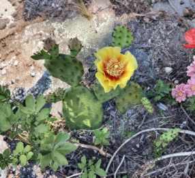 Opuntia Cespitosa Prickly Pear Cactus Pads – 5 Unrooted Succulent Cuttings for Propagation and Outdoor Growing