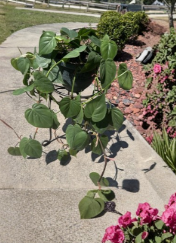 Heart Leaf Philodendron Cuttings 5 Pack Unrooted Trailing Indoor Vine Plant Philodendron hederaceum