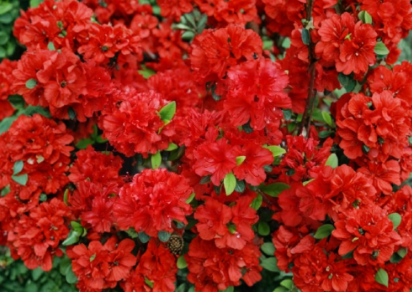 Girard Hot Shot Azalea Evergreen Rhododendron Rooted Starter Plant, Red Flowers, Compact Bushy Growth, Rhododendron hybrid