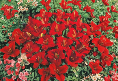Mixed Daylily Bare Root Plants Set of 5 | Hemerocallis Perennial Flowers | Live Sprouting Daylilies for Garden & Landscape