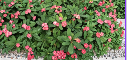 Red Crown of Thorns Cutting, Euphorbia milii, 4-5 Inches, Unrooted Live Plant Stem for Propagation, Succulent, Bright Red Bracts