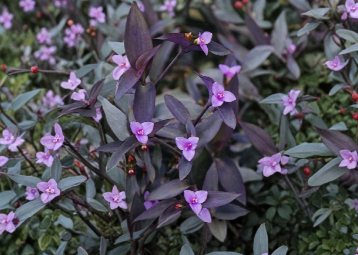 Purple Heart Tradescantia Pallida Cuttings – 12 Live Stems for Propagation, Indoor & Outdoor Groundcover
