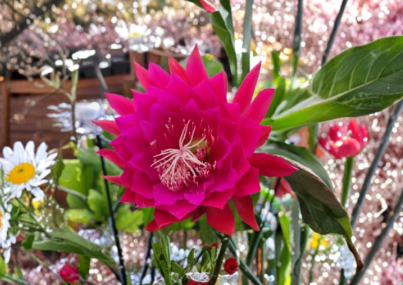 Epiphyllum Kiwi Nicky Lynette Cuttings – 8-10 Inch Unrooted Orchid Cactus Stems for Propagation, Trailing Growth, Indoor & Patio Plant