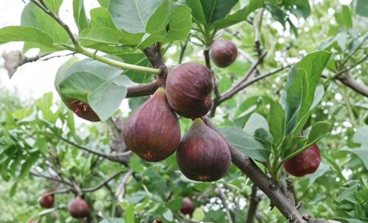 Bensonhurst Purple Fig Cutting - Ficus carica - 8 Inch Unrooted Scion for Grafting & Rooting