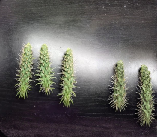 Jumping Cholla Cactus Live Plant Cylindropuntia fulgida Desert Succulent for Outdoor Xeriscape Garden