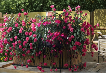 Christmas Cactus Starter Plant Pink Schlumbergera spp. Indoor Tropical Houseplant