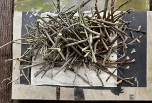 White Pakistan Mulberry Grafting Scion Wood - Morus alba, 7 Cuttings for Propagation