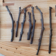 Dwarf Black Mission Fig Cuttings – 6 Live Hardwood Propagation Ficus carica Fruit Tree