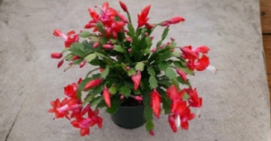 Christmas Cactus Cuttings 3 Pieces Red Schlumbergera Exotic Dancer Unrooted Tropical Houseplant