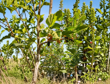 Red Mulberry Tree Cuttings 6 Pack, Unrooted Hardwood Stems, Morus rubra, 7-9 Inches for Propagation and Garden Planting
