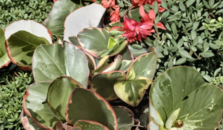 Peperomia Clusiifolia Tricolor Live Plant – Rooted 3–5 Inch Variegated Red Green Houseplant Starter