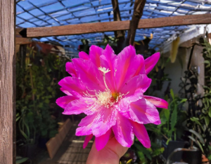 Epiphyllum San Miguel Unrooted Cuttings – Jungle Cactus Live Stems for Propagation, Bright Indirect Light, Well-Draining Soil