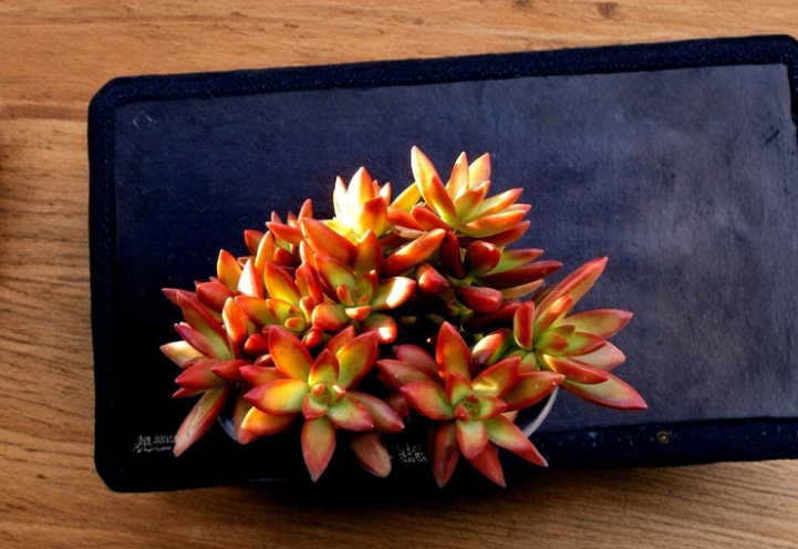 Sedum adolphii Firestorm Cuttings – 2 Succulent Pups with Orange Red Rosette Foliage