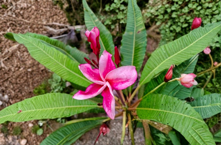 Princess Victoria Plumeria Cutting - Unrooted Tropical Frangipani Stem for Propagation, Plumeria rubra