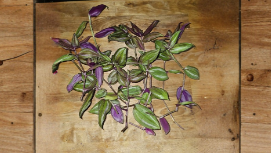 Tradescantia Evanesce Rooted Cuttings – Purple Green Trailing Houseplant, Indoor & Outdoor, Easy Care, Includes Bonus Cutting