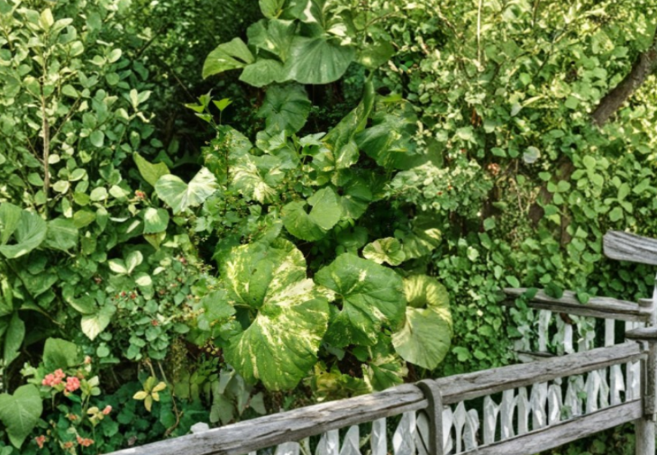 Variegated Japanese Fuki Plant | Perennial Shade Foliage | Petasites japonicus Variegated | Woodland Garden Plant