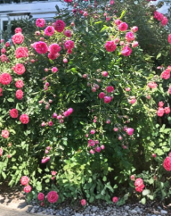 Climbing Rose Cuttings 8 Unrooted Stems for Rooting or Grafting – Rosa spp. Live Plant for Trellises & Fences