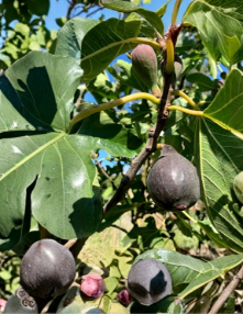 Violetta de Bordeaux Fig Cuttings – 6 Live Hardwood Ficus carica Propagation Cuttings for Small Gardens & Containers