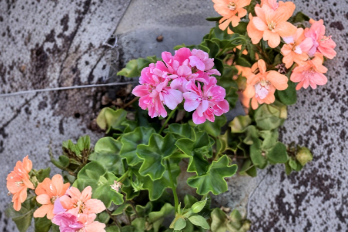 Pink Rosette Ivy Geranium Cutting – 6-Inch Live Pelargonium Plant for Container & Hanging Basket Growing