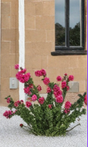 Torch Glow Bougainvillea Starter Plant – Compact Upright Flowering Shrub for Containers & Gardens