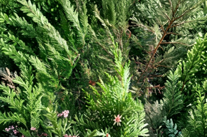 Unrooted Leyland Cypress Cuttings - Evergreen Conifer Propagation Material for Outdoor Landscaping