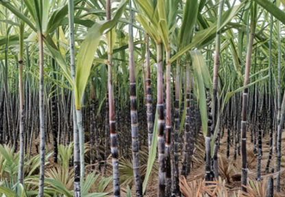 2 Dark Purple Sugarcane Rooted Cuttings Live Sugar Cane Plants Ready for Planting Garden Growing