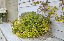 2 Jade Plant Cuttings Crassula Ovata Thick Succulent Cuttings 4 to 6 Inch Unrooted for Propagation
