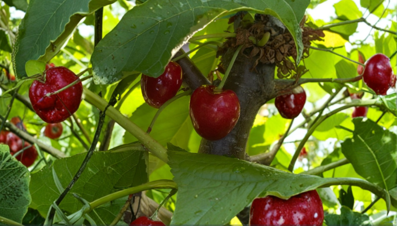 3 Stella Cherry Scion Cuttings for Grafting Prunus avium Dormant Wood for Fruit Tree Propagation