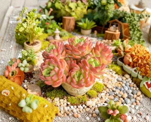 Echeveria Fanta Live Succulent Bare Root Plant Rosette Variety for Indoor & Outdoor Gardens