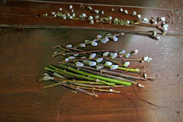 White Pussy Willow Cuttings 15 Pack, Salix discolor, 6-inch Stem Propagation Material for Landscape Gardening