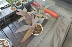 Tradescantia Pallida Purple Heart Plant Setcreasea Trailing Indoor Outdoor Ornamental