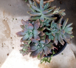 Succulent Cuttings 3 Pack - Pachyveria Blue Pearl Hybrid Rosettes, 2-Inch Diameter, Propagation Plantings