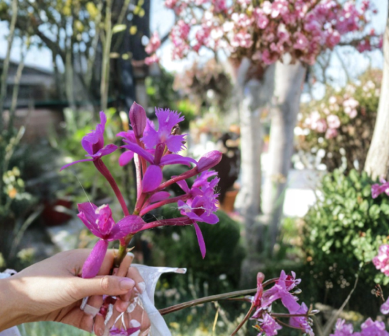 Epidendrum Orchid Keiki Cuttings – Purple Red White Blooms with Air Roots, Tropical Flowering Plant for Propagation and Container Growing
