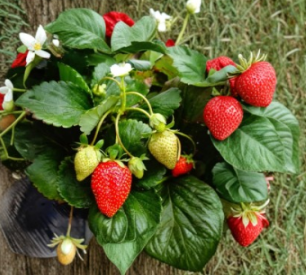 Everbearing Strawberry Bare Root Plants - Fort Laramie Fragaria × ananassa, Cold Hardy Garden Berries, 10 Pack