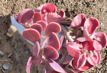 Trailing Jade Succulent Cuttings - 3 Unrooted Senecio jacobsenii Propagation Stems for Planting